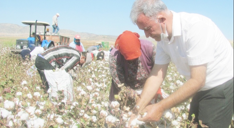15 bin dönümde pamuk hasadı yapılıyor