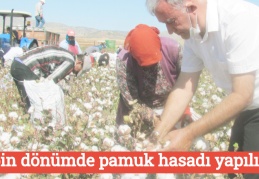 15 bin dönümde pamuk hasadı yapılıyor