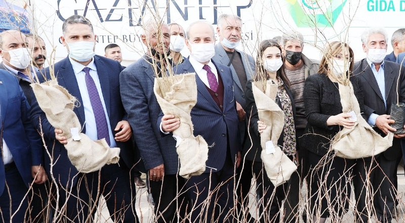 15 bin nar ve 10 bin Antep fıstığı fidanı dağıtıldı