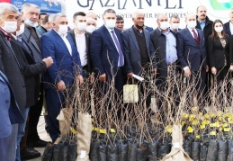 15 bin nar ve 10 bin Antep fıstığı fidanı dağıtıldı