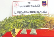 15 kök kenevir bitkisi ile 508 gram esrar ele geçirildi