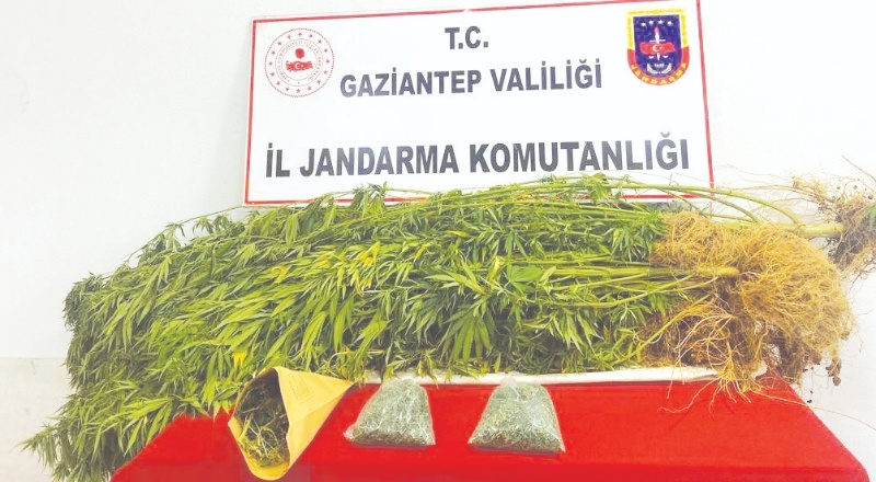 15 kök kenevir bitkisi ile 508 gram esrar ele geçirildi
