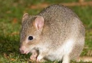 150 yıl önce neslinin tükendiğine inanılan bir fare türü Batı Avustralya açıklarında bir adada bulundu
