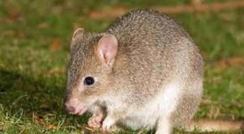 150 yıl önce neslinin tükendiğine inanılan bir fare türü Batı Avustralya açıklarında bir adada bulundu