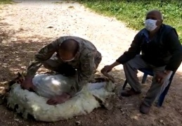 Jandarma koyun kurktı