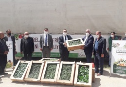 Çiftçiye 300 bin adet domates, patlıcan ve biber fidesi dağıtıldı