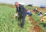 Yeşil firik sarımsak hasadı bereketli başladı