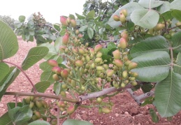 Bu sene fıstığın var yılı