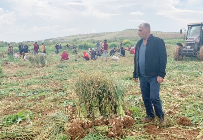Sarımsak üretiminde merkez konumundayız