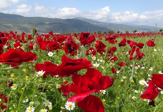 Gelincik şöleni
