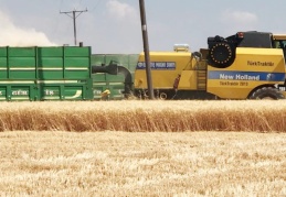 Buğday ve arpa rekoltesi yükselişte