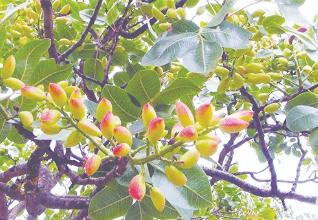 Menengiç ağaçları, Antepfıstığı ile aşılandı