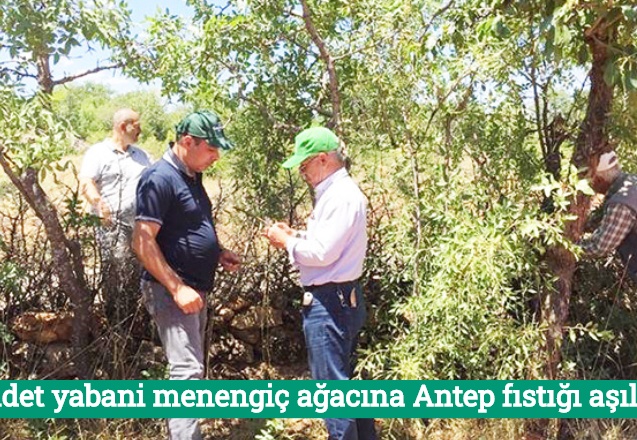 Bin adet yabani menengiç ağacına Antep fıstığı aşılandı