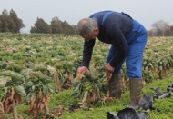 16 tarım zehri yasaklandı: "Karar sevindirici, ama yetersiz"