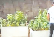 173 kök Hint keneviri ele geçirildi