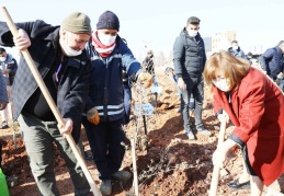 2 bin 245 zeytin ağacı toprakla buluştu