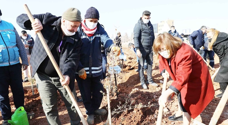 2 bin 245 zeytin ağacı toprakla buluştu