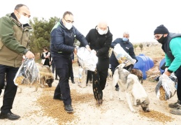 2 bin köpeğe yeni yuva bulundu