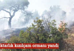 2 hektarlık kızılçam ormanı yandı