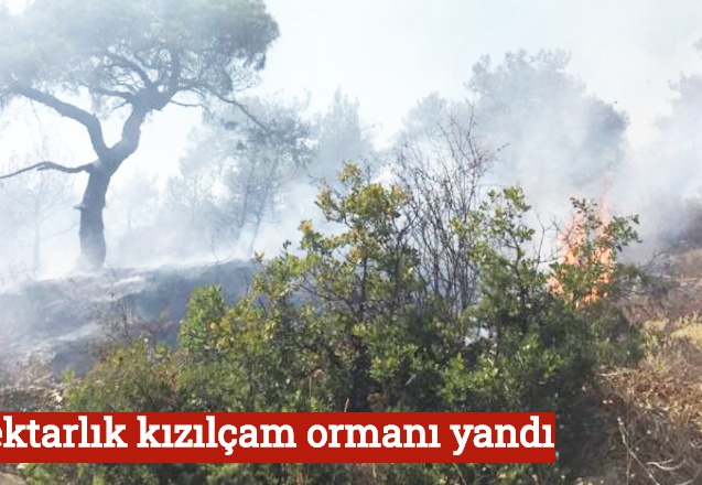 2 hektarlık kızılçam ormanı yandı