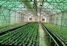 2021 yılı için 273 milyon fidan üretildi