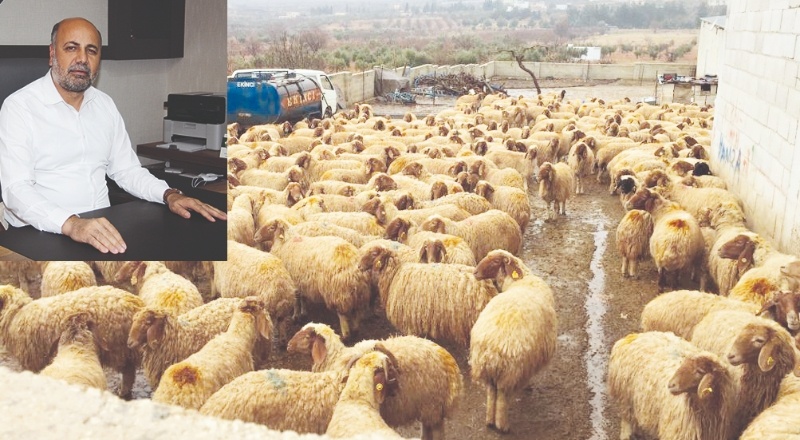 2022 yılında 60 bin damızlık koyun keçi kesime gitti