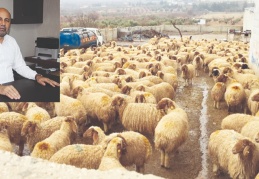 2022 yılında 60 bin damızlık koyun keçi kesime gitti