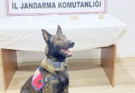 203 şüpheli hakkında yasal işlem yapıldı