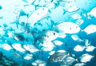 2030'a kadar Akdeniz'in en az üçte biri korunmalı