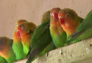 21 gün karantinada kalacaklar