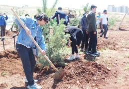 210 adet karaçam fidanı toprakla buluşturuldu