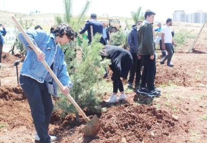 210 adet karaçam fidanı toprakla buluşturuldu