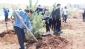210 adet karaçam fidanı toprakla buluşturuldu