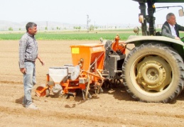 24 bin dönüm alana pamuk ekimi yapılıyor