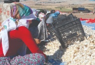 “25 bin dönüm arazide 30-35 bin ton verim bekliyoruz”