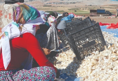 “25 bin dönüm arazide 30-35 bin ton verim bekliyoruz”