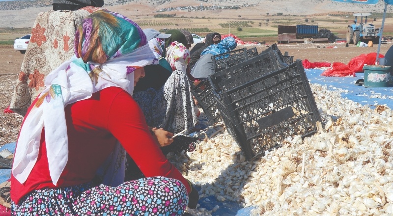 “25 bin dönüm arazide 30-35 bin ton verim bekliyoruz”