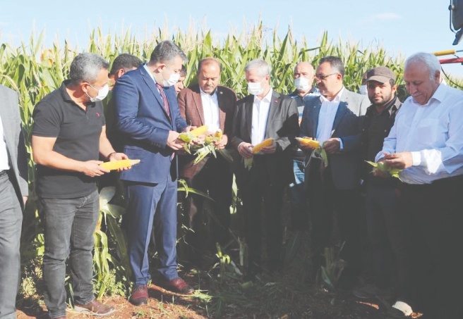 25 bin kilo silajlık mısır tohumu dağıtıldı