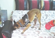 Operasyonda tek seferde 253 kişi gözaltına alındı