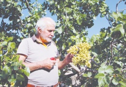 26 yıl önce hobi olarak diktiğifıstık ağaçları gelir kaynağı oldu