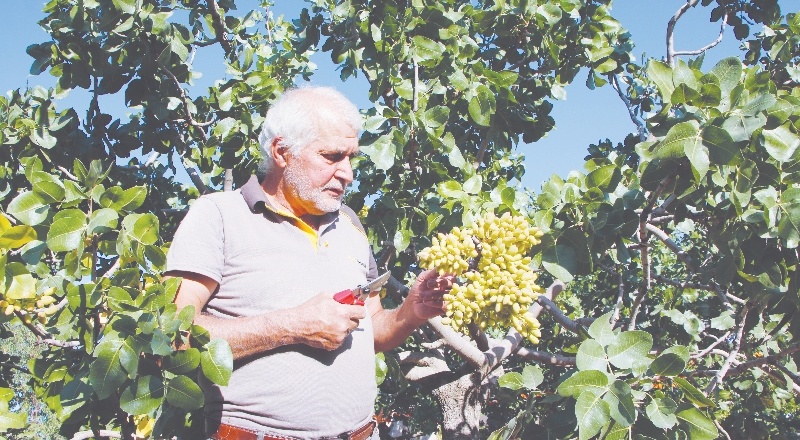 26 yıl önce hobi olarak diktiğifıstık ağaçları gelir kaynağı oldu