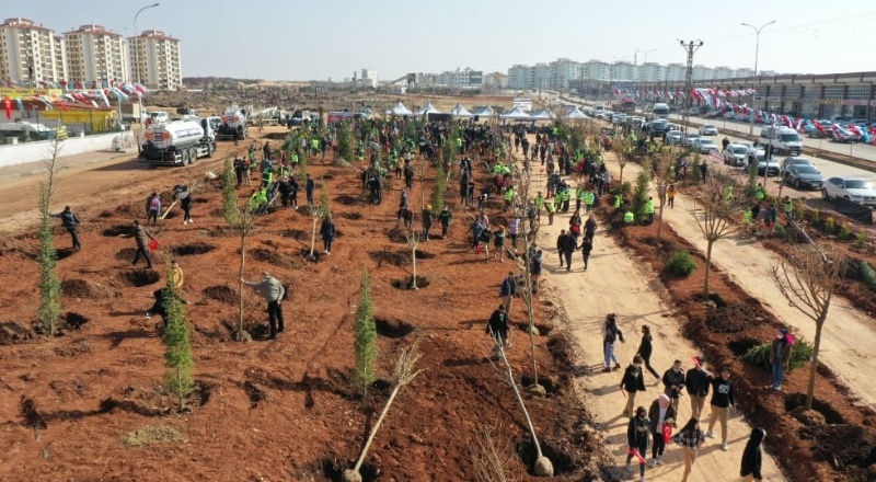 3 milyon 800 bin ağaç dikildi