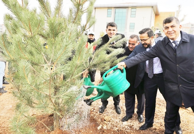 4 bin 100 tane karaçam, zeytin ve çınar fidanı dikildi