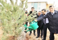 4 bin 100 tane karaçam, zeytin ve çınar fidanı dikildi