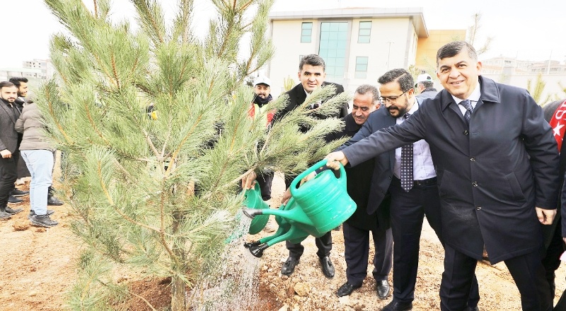 4 bin 100 tane karaçam, zeytin ve çınar fidanı dikildi