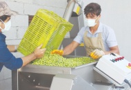 “4 bin 500 yıl öncesine ait zeytin çekirdekleri bulunmuştu”