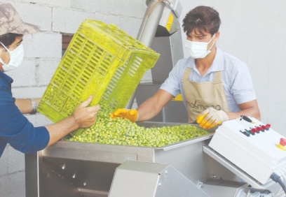 “4 bin 500 yıl öncesine ait zeytin çekirdekleri bulunmuştu”