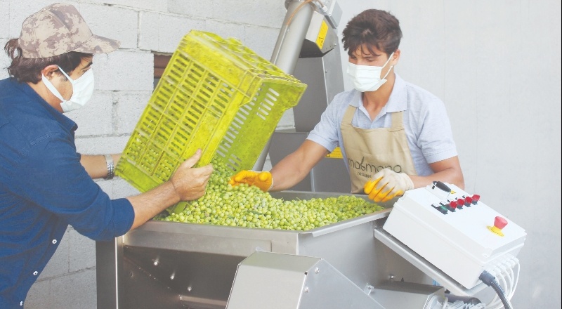 “4 bin 500 yıl öncesine ait zeytin çekirdekleri bulunmuştu”