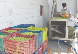 “4 bin 500 yıl öncesine ait zeytin çekirdekleri bulunmuştu”