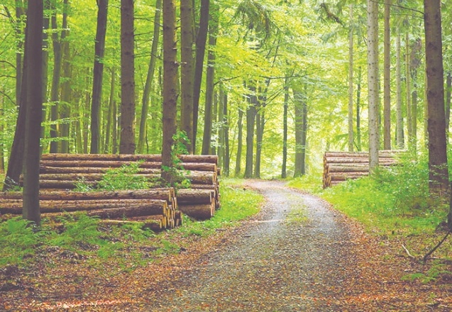 4 bin bebek adına 4 bin fidan ile dünyanın ateşi düşürülecek